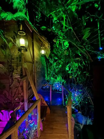 Forest_0462